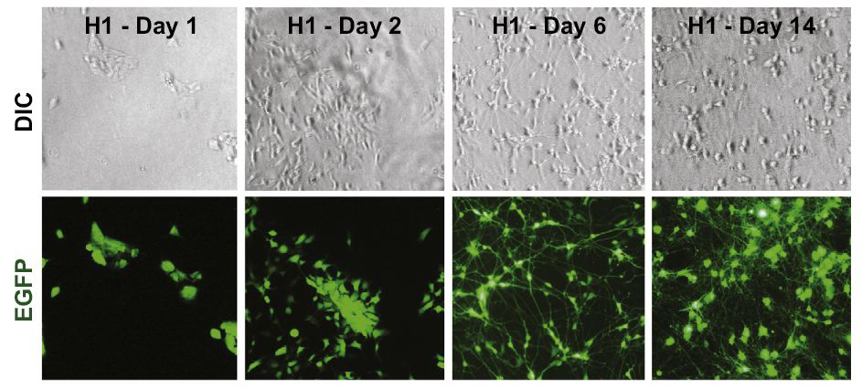 conversion_H1 ESCs_into_iN_cells conversion_H1 ESCs_into_iN_cells
