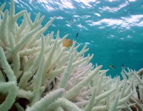 coral-bleaching