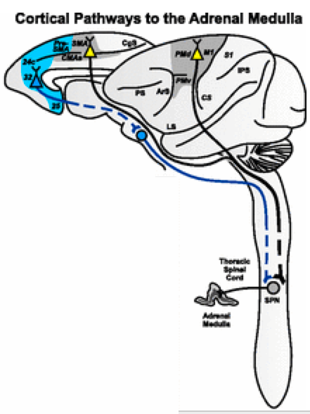 cortical-adrenal medulla