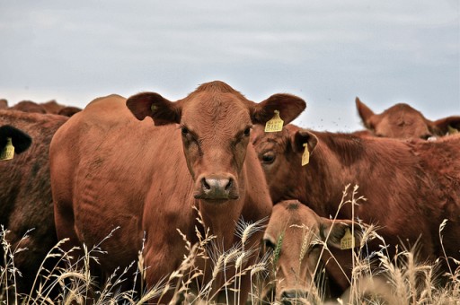 cows
