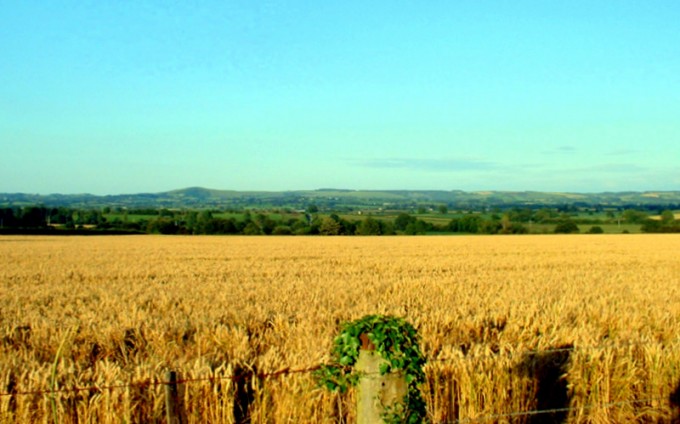 cropland