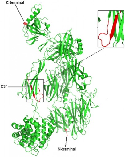 crystalstructureproteinc3