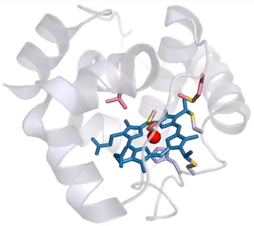 cytochrome c