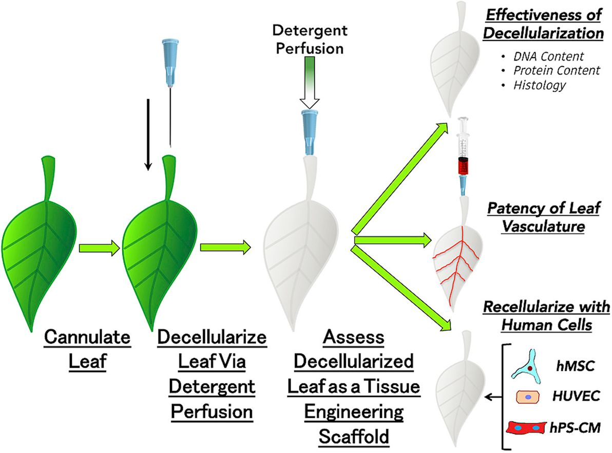 decellurize-recellurize process