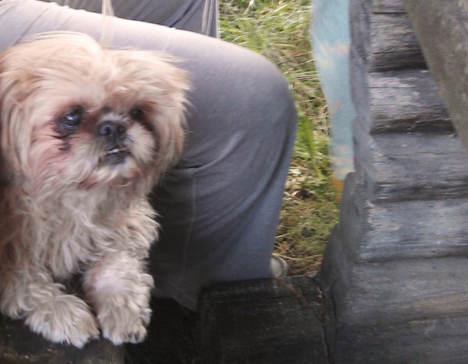 dogs_are_persons