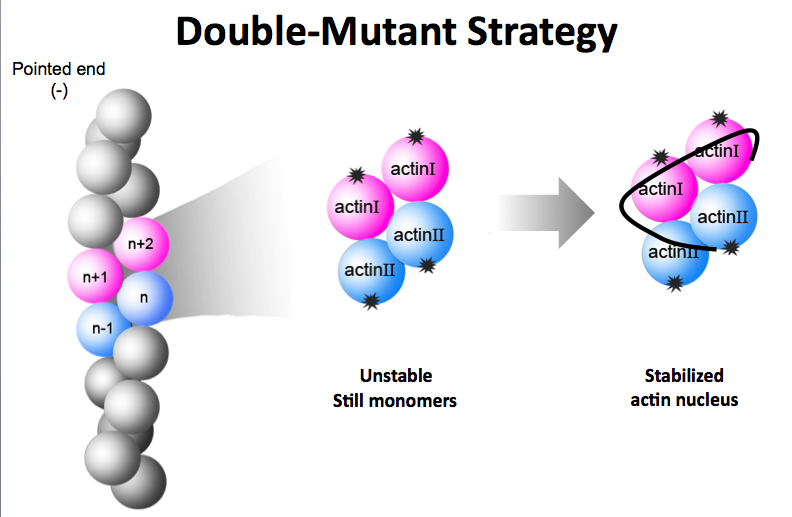 double_mutant_strategy double_mutant_strategy