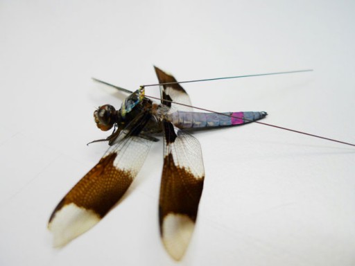 dragonfly_backpack