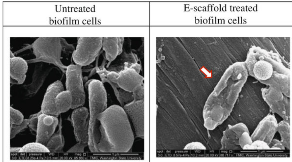 e-scaffold-treated bioflim cells