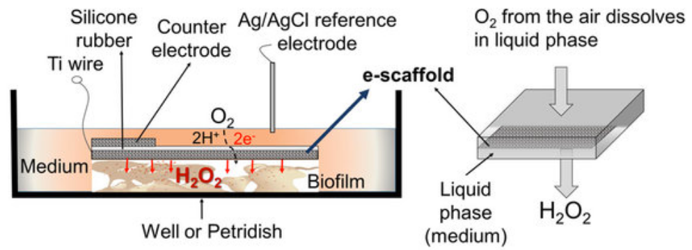 e-scaffold