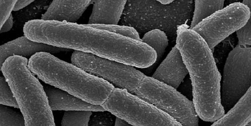 eColi