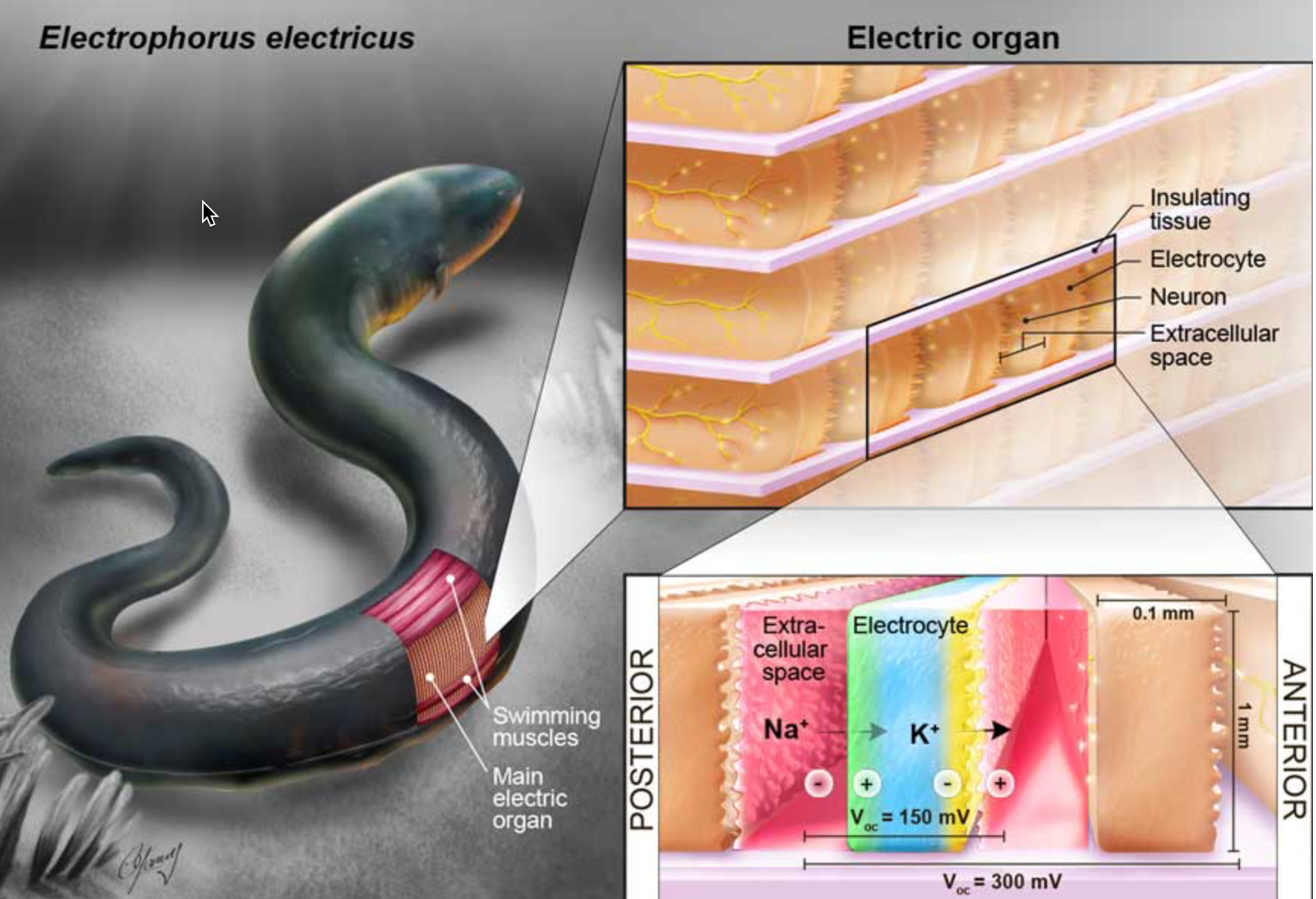 electric eel device