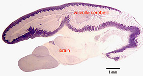elephant-nose fish brain