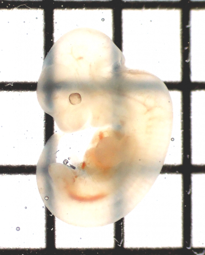 embryo_SeeDB