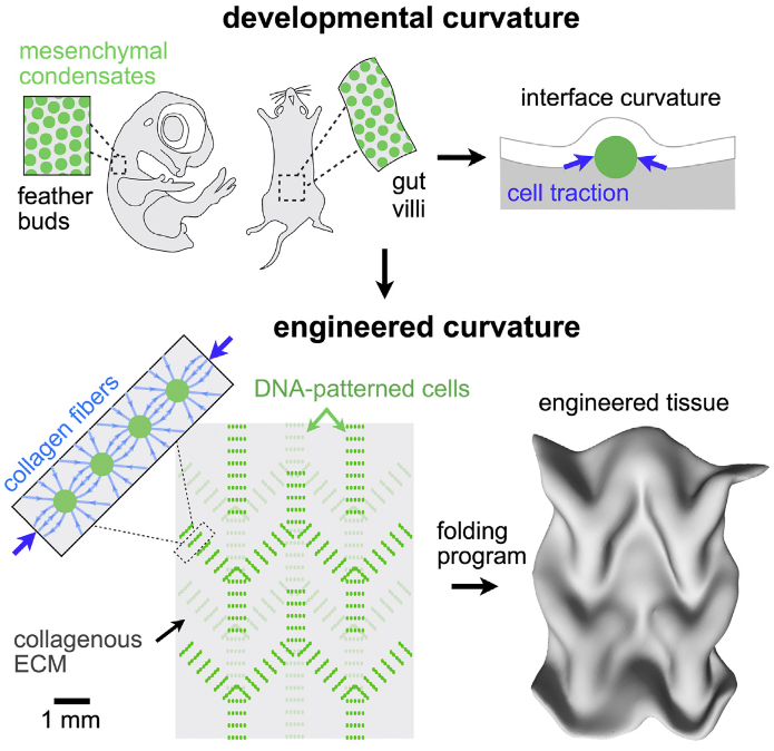 engineered tissue curvature