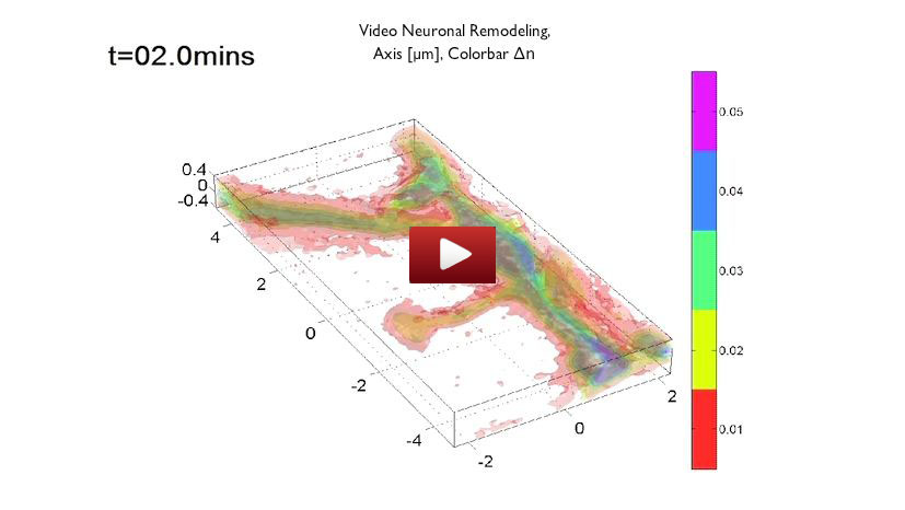 epfl_neuron_video
