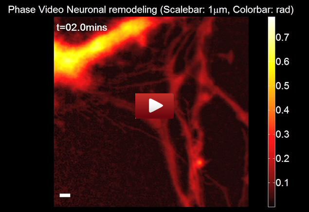 epfl_neuron_video_1