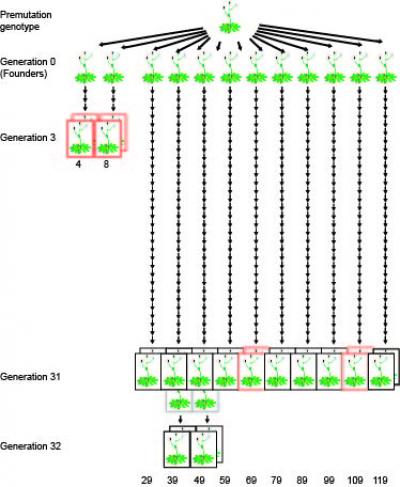 epigenetic variations