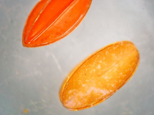 eth_microrobots
