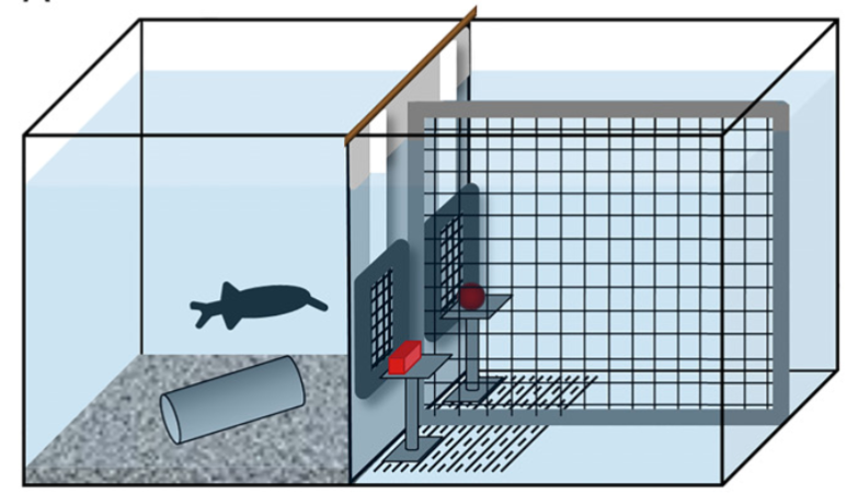 fish-tank experiment