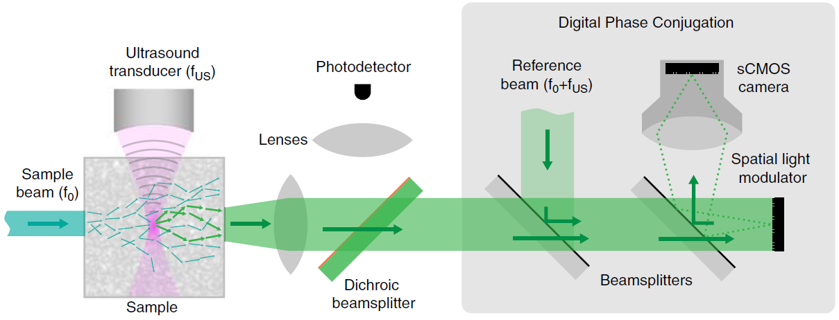 fluorescence_imaging_time-reversed1