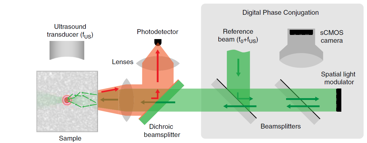 fluorescence_imaging_time-reversed2