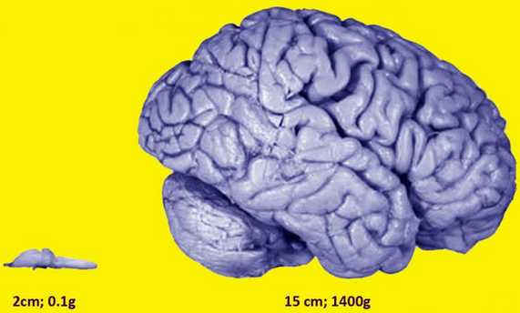 frog vs human brain