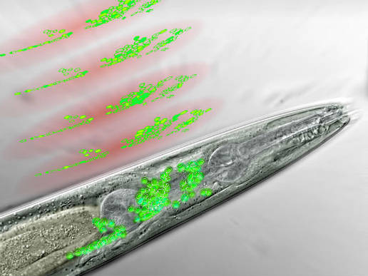 frontal_part_nematode