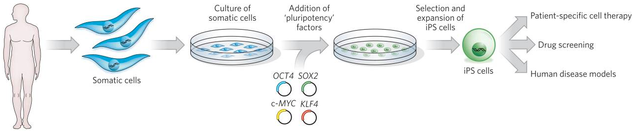 generating iPS cells