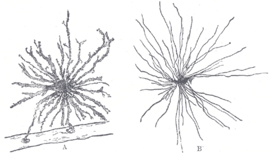 glia_cells