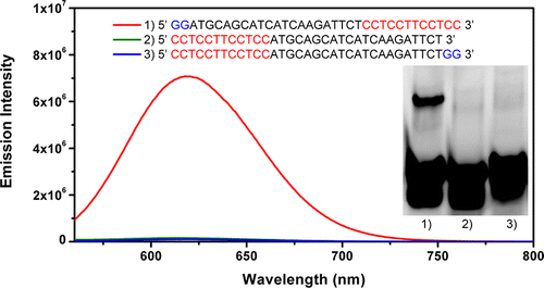 glowing_dna_nanoclusters glowing_dna_nanoclusters