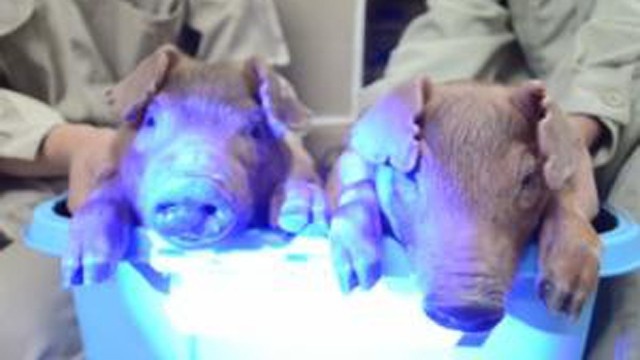 glowing_piglets