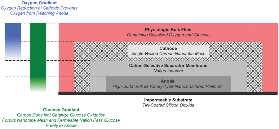 glucose_fuel_cell glucose_fuel_cell