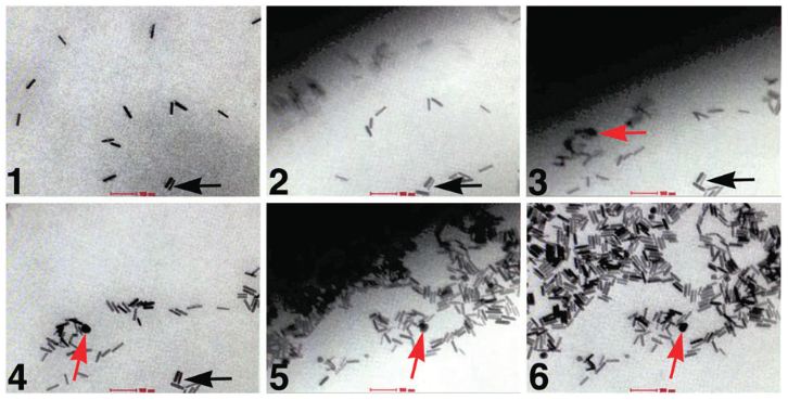 gold_nanorods gold_nanorods