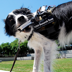 google_glass_dogs