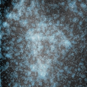 gut_microbes