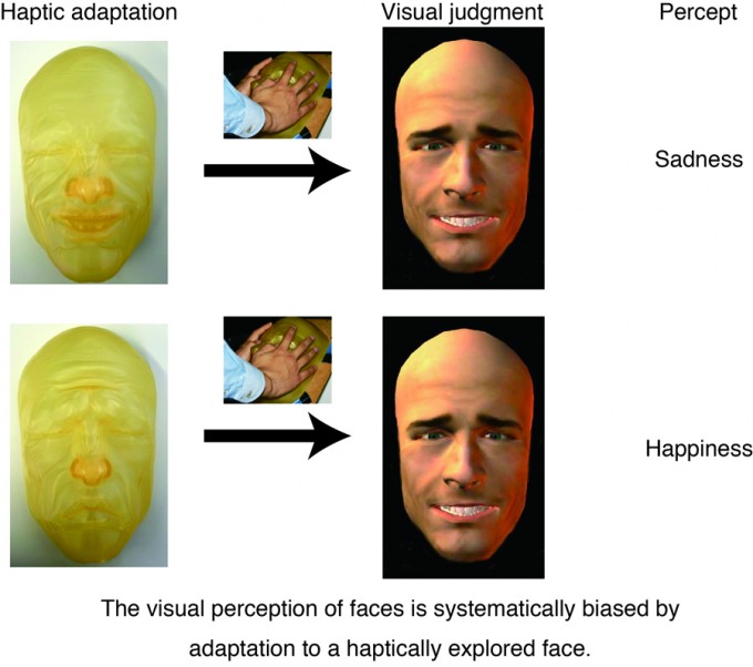 haptically_explored_face