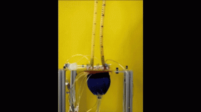 heart sleeve in vitro