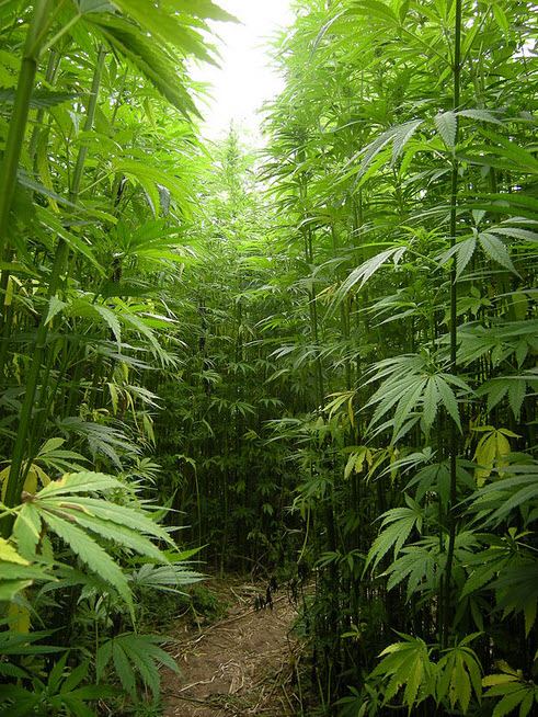 hemp