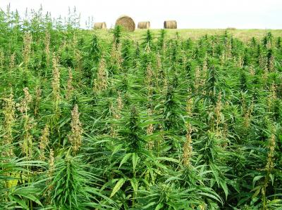 hemp_cannabis_sativa