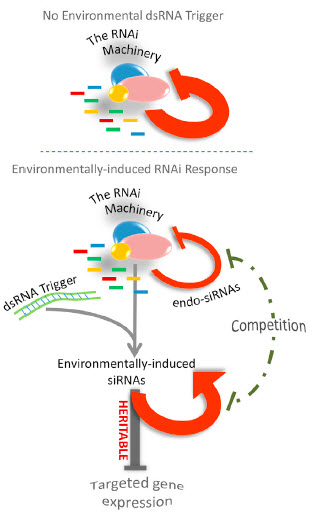heritable RNAi responses