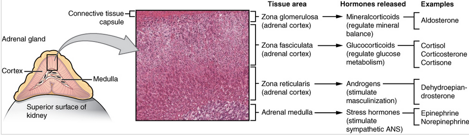 hormones from adrenal gland