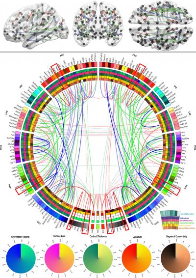 human_brain_connectivity