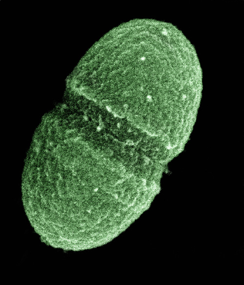 humangutmicrobe