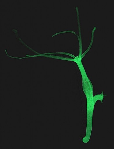 hydra_kiel