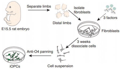 iOPCs from fibroblasts