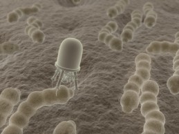 International Nanobio Conference