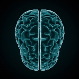 Brain