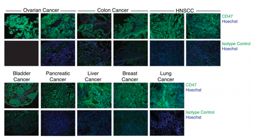 immunofluorescence analyses