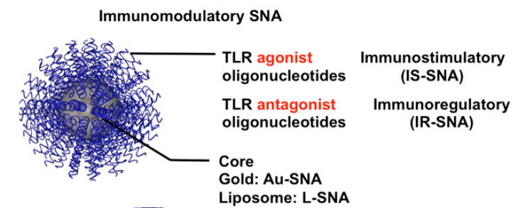 immunomodulatory SNA