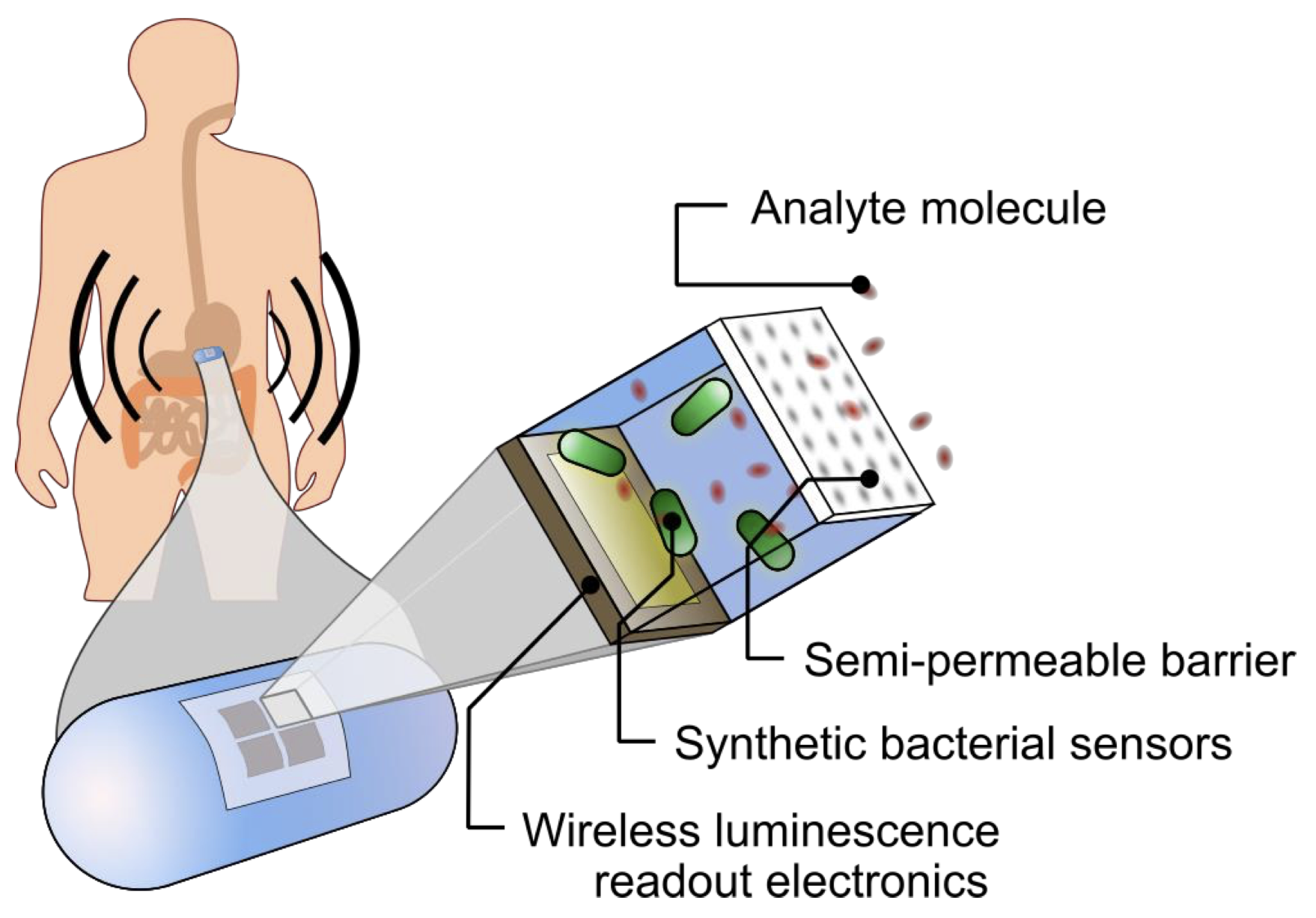 ingestible biosensor design